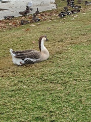 Anser cygnoides