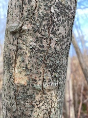 Pseudoschismatomma rufescens