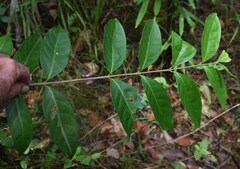 Cyclophyllum multiflorum