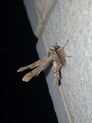 Apochima flabellaria