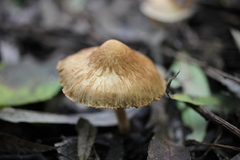 Inocybe semifulva