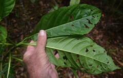 Tarenna dallachiana