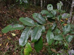 Glochidion harveyanum