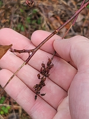 Itea virginica