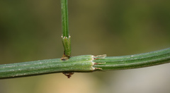 Equisetum diffusum