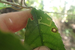 Liriomyza flavolateralis