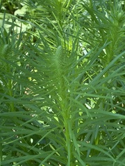 Liatris pycnostachya