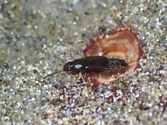 Omaliinae
