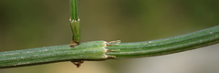 Equisetum diffusum