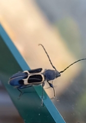 Calydon submetallicum