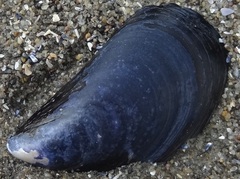 Mytilus edulis