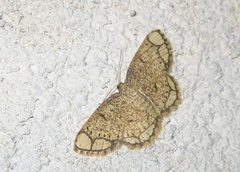 Stegania cararia