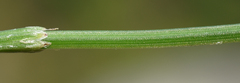Equisetum diffusum
