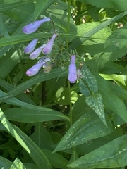 Penstemon
