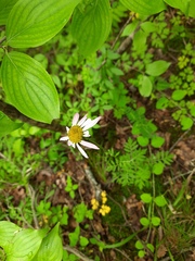 Tanacetum corymbosum