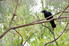 Corvus mellori
