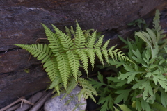 Macrothelypteris torresiana