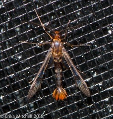 Synanthedon acerni