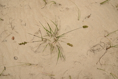 Chascolytrum subaristatum