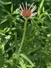 Echinacea pallida