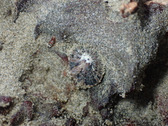 Siphonaria australis