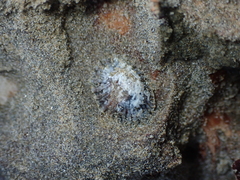 Siphonaria australis