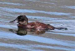 Oxyura ferruginea