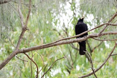 Corvus mellori