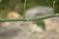 Equisetum diffusum