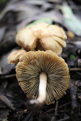 Inocybe semifulva