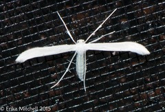 Hellinsia homodactylus