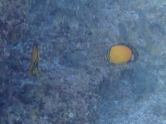 Chaetodon melapterus