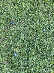 Elaeocarpus angustifolius