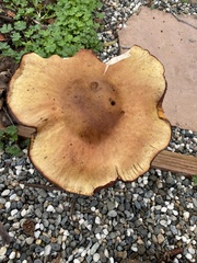 Paxillus cuprinus