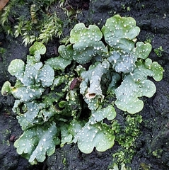 Punctelia subrudecta