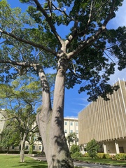 Elaeocarpus angustifolius