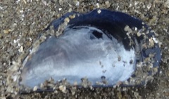 Mytilus edulis