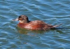 Oxyura ferruginea