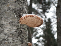 Fomitopsis betulina