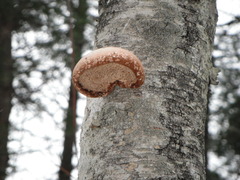 Fomitopsis betulina