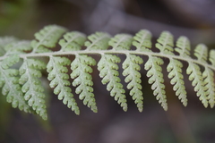 Microlepia speluncae