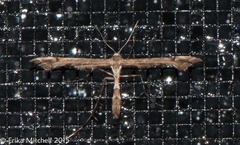 Platyptilia comstocki