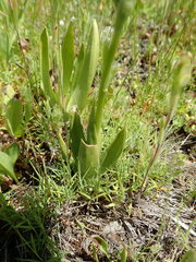 Spiranthes × stellata