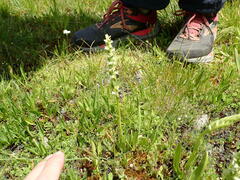 Spiranthes × stellata