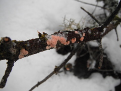 Aleurodiscus amorphus