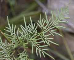 Onychium siliculosum