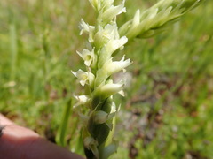 Spiranthes × stellata