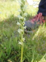Spiranthes × stellata