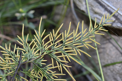 Onychium siliculosum