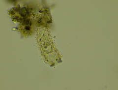 Tintinnidium fluviatile